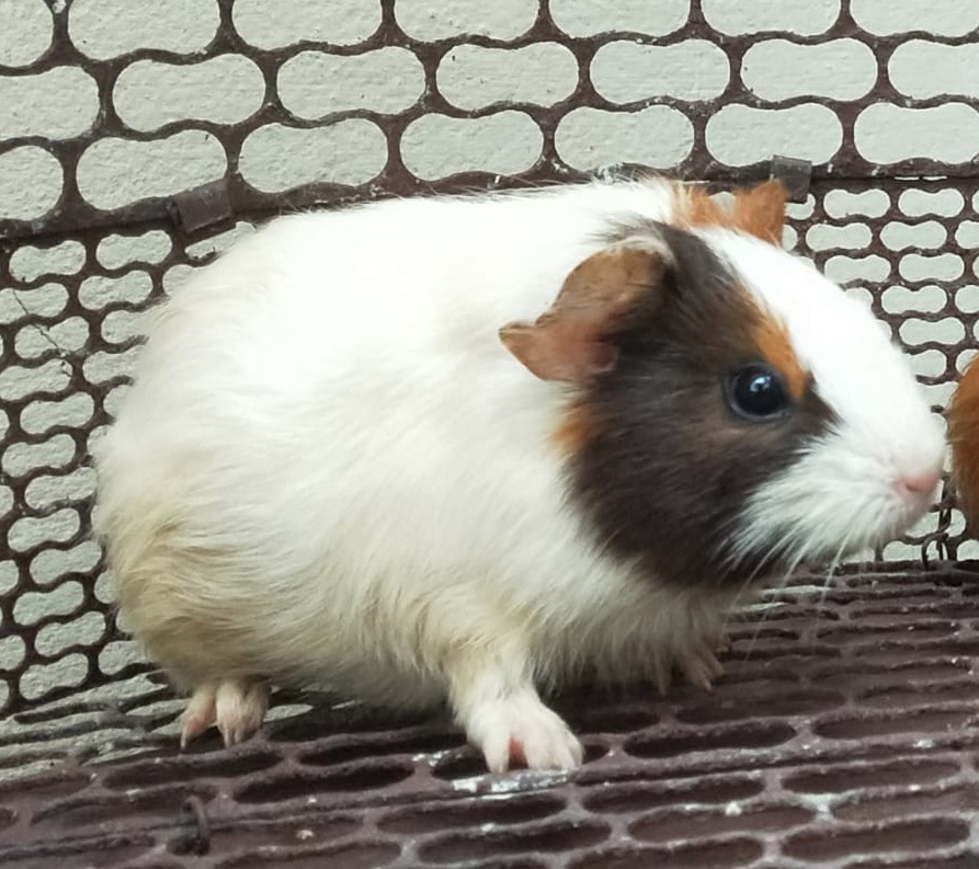 Guinea Pig